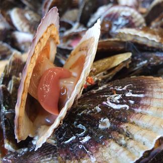 活！『殻付きホタテ 2Lサイズ6枚』 今シーズン1月17日お届けまで ヘラ  