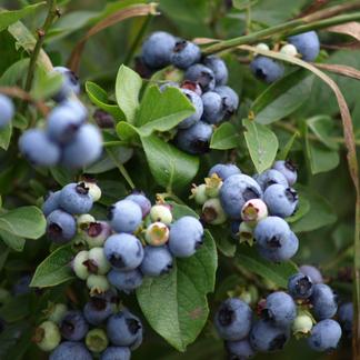 北海道十勝産冷凍ブルーベリー サイズ混 500g 果物 その他果物 産直アウル Owl 農家から直接野菜などの食材を購入できる産地直送の宅配通販サイト