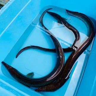 期間限定 瀬戸内 今治産 活鱧 ハモ 2キロ お試し 訳あり フードロス 魚介類 鱧 産直アウル Owl 農家から直接野菜などの食材を購入できる産地直送の宅配通販サイト