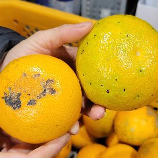 【八朔(はっさく) 訳あり 8kg】傷 青み多め 8kg(箱込み)＋補償分増量 果物/オレンジ・その他みかん通販