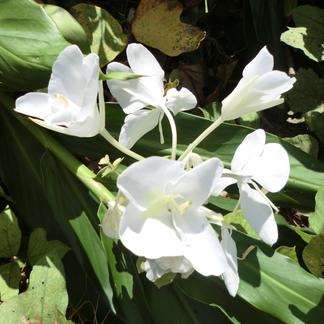 甘い香りの白い花　ジンジャーリリー24㎝ポット 1個 花・植物/花・植物通販