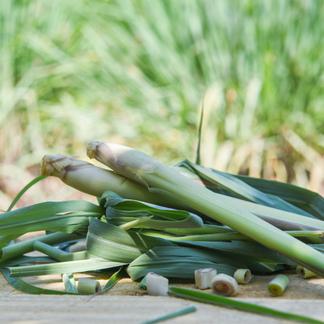 生レモングラス料理用10kg約 Miryokuteki Na 野菜 Theparkgym Com