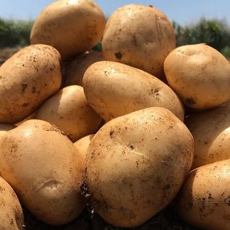 大きいじゃがいも！ BIG(ビッグ)サイズ混合 2L以上～10kg 新じゃがいも 