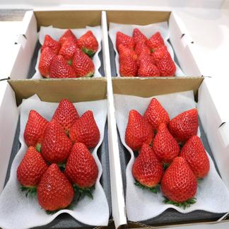 最安値 いちごさん、規格外品2キロ わずらわしい その他