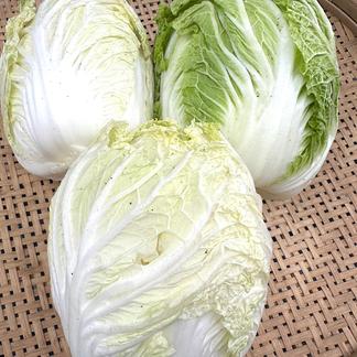 無農薬野菜白菜(S)80サイズ