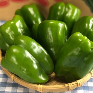 ワンダーピーマン【火の国くまもとの太陽たっぷり】（４キロ）収穫当日出荷☆送料無料 | 野菜/その他野菜  産直アウル（Owl）農家から直接野菜などの食材を購入できる産地直送の宅配通販サイト