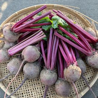 とれたて生ビーツ野菜 とれたて生ビーツ野菜