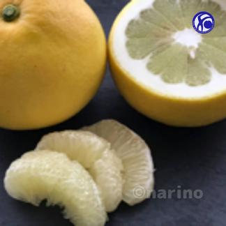 黄色い芳香柑橘 天草の文旦 パール柑 果物 オレンジ その他みかん 産直アウル 農家から直接野菜などの食材を購入できる産地直送の宅配通販サイト