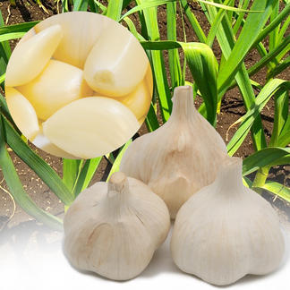 新にんにく（生にんにく）】『農薬・化学肥料・除草剤・防虫剤等不使用 
