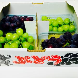 選果落ち 訳あり商品】 ぶどう おまかせ 4パック 約1200gから1400g 