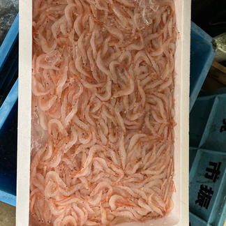 送料無料 富山湾の宝石 白エビ おまけ付き 魚介類 エビ 産直アウル 農家から直接野菜などの食材を購入できる産地直送の宅配通販サイト