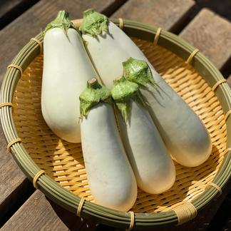 とろけるような食感が好評 白なす盛り合わせ 1kg 野菜 茄子 産直アウル Owl 農家から直接野菜などの食材を購入できる産地直送の宅配通販サイト