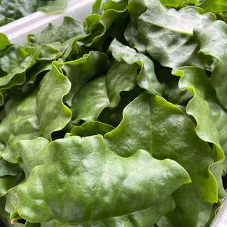 圧巻の栄養価！雲南百薬(おかわかめ)【2kg】 | 野菜/葉物 産直アウル 