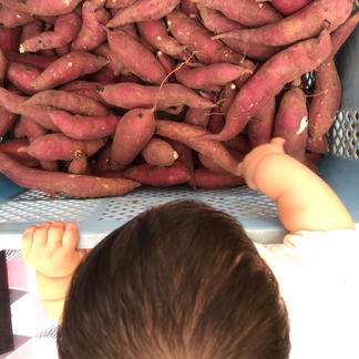 おまかせサイズ 松原ファームの愛情たっぷりサツマイモ 追熟 紅はるか 野菜 さつまいも 産直アウル 農家から直接野菜などの食材を購入できる産地直送の宅配通販サイト