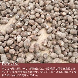 飲食店向け】親芋 黄金里芋 大和芋 宅急便 10kg さといも サトイモ 