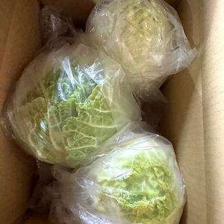 無農薬・無化学肥料栽培「白菜」3個 小さなサイズ＊ | 野菜/白菜 産直 