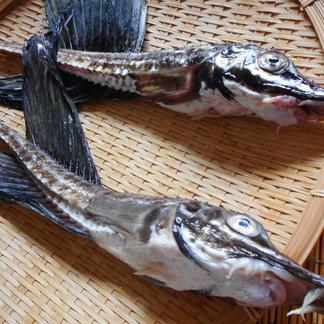 北海道の名品 八角(はっかく) 開き 塩焼き 味噌焼き 4尾セット | 魚介類/魚介セット・詰め合わせ 産直アウル 農家から直接野菜などの食材 ...