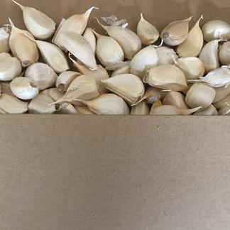 わけあり品・小粒のみ】青森県産ホワイト六片種にんにく バラ 1.5kg 
