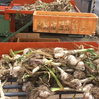 青森県産 令和6年度 新物】青森県産ホワイト六片種にんにく 1kg 大玉 