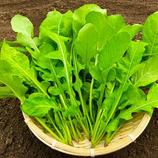 有機JAS認証 ルッコラ 100g×5パック (500g) | 野菜/ハーブ 産直アウル 
