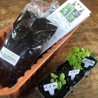 キッチンで育てるサラダ ハーブ栽培セット 6苗 農家の知恵つき その他 花 植物 産直アウル Owl 農家から直接野菜 などの食材を購入できる産地直送の宅配通販サイト