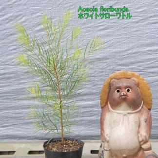 アカシア ホワイトサローワトル 花 植物 花 植物 産直アウル 農家から直接野菜などの食材を購入できる産地直送の宅配通販サイト