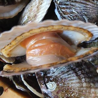 活！『殻付きホタテ 2Lサイズ6枚』 今シーズン1月17日お届けまで ヘラ  