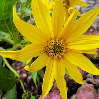 ✨健康イチオシ✨トピナンブール（カナダ原産赤菊芋）3キロ | 野菜 