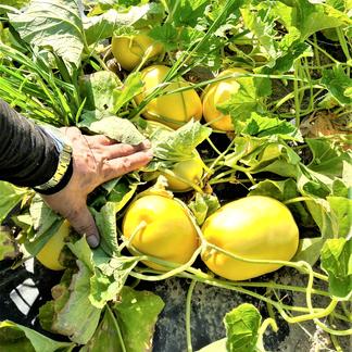 農薬不使用 無農薬 栽培 さっぱりした夏の甘さ まくわうり 金太郎 果物 メロン 産直アウル 農家から直接野菜などの食材を購入できる産地直送の宅配 通販サイト