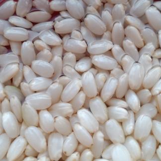 なぜこうなるのか？ 発芽用玄米10kg 5年産コシヒカリ 特栽①
