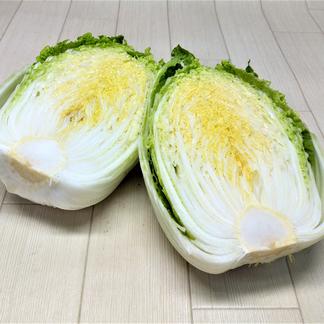 無農薬野菜白菜(S)80サイズ