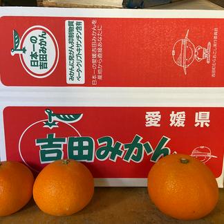 うわじまのまどんな【無選果】あいか28号4kg | 果物/オレンジ 