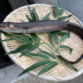 明石名物 伝助穴子 特大 魚介類 穴子 生 産直アウル 農家から直接野菜などの食材を購入できる産地直送の宅配通販サイト