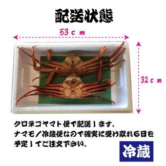 茹でたてを発送 越前産 ボイル紅ずわいがに 未冷凍 約500ｇ２杯 魚介類 カニ 産直アウル Owl 農家から直接野菜などの食材を購入できる産地直送の宅配通販サイト