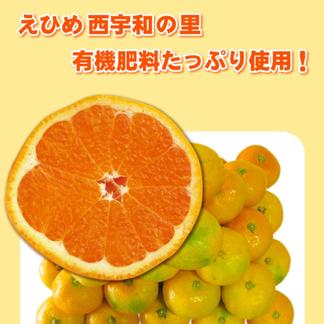 愛媛県西宇和産 極早生みかん家庭用10 果物 みかん 産直アウル Owl 農家から直接野菜などの食材を購入できる産地直送の宅配通販サイト