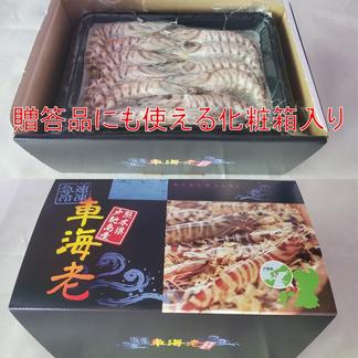 一級品厳選 瞬間冷凍 車海老 750g 大サイズ厳選 18 21尾 熊本県産 さしみ用 水揚げ即真空パック 瞬間冷凍で鮮度抜群 魚介類 エビ 産直アウル Owl 農家から直接野菜などの食材を購入できる産地直送の宅配通販サイト
