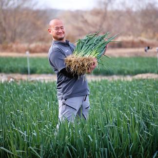 京都府産 九条ネギ苗 500本 家庭菜園や畑に！甘くて柔らか 京都府産 九条ネギ苗 500本 家庭菜園や畑に！甘くて柔らか