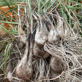 【限定栽培】 農薬不使用の根付き生らっきょう １０ｋｇ 【収穫から最短発送】鳥取県産 １０ｋｇ 野菜/薬味通販