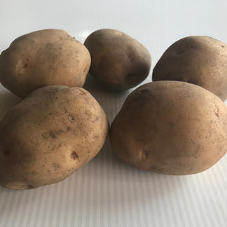 酵素活性農法ジャガイモ北あかり 野菜 じゃがいも 産直アウル Owl 農家から直接野菜などの食材を購入できる産地直送の宅配通販サイト