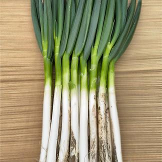 深谷蜜ねぎ 10キロ | 野菜/ねぎ 産直アウル 農家から直接野菜などの  