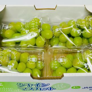 国産 九州産 ぶどう シャインマスカット 4パック 約1200g 箱込み 特A 