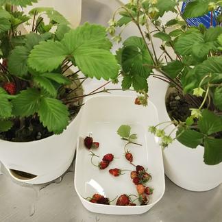 四季なり苺の苗鉢 Wild Strauberry種 その他 花 植物 産直アウル Owl 農家から直接野菜などの食材を購入できる産地直送の宅配通販サイト
