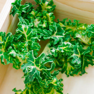 プチヴェール 3色セット 600g 野菜 キャベツ 産直アウル Owl 農家から直接野菜などの食材を購入できる産地直送の宅配通販サイト