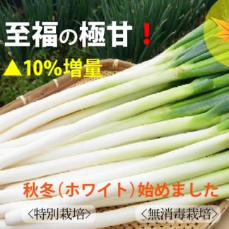 至福の極甘ネギ 秋冬 ホワイト 薬味ネギss Sサイズ混合 48本約4kg 野菜 ねぎ 産直アウル 農家から直接野菜などの食材を購入できる産地直送の宅配通販サイト
