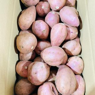 さつまいも 安納芋 訳あり約9.5kg 箱込み（内容量9kg＋補償分500g 