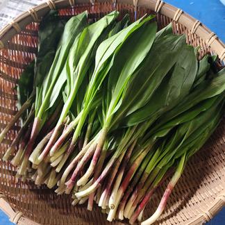 今シーズンラスト！北海道産！天然 行者にんにく1ｋｇ 1ｋｇ 野菜/山菜通販