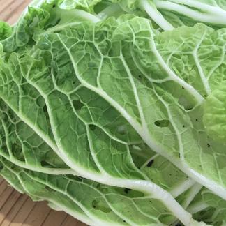 無農薬・無化学肥料栽培「白菜」3個 小さなサイズ＊ | 野菜/白菜 産直 