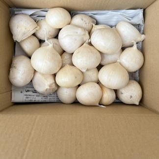 ジャンボニンニク 大60～69gサイズ 2種 専用セット ジャンボにんにく