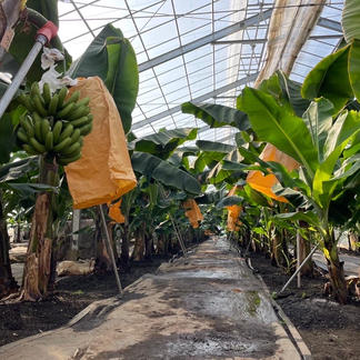 ひんやり甘い 木更津産の丸ごと冷凍バナナ 皮つき 果物 バナナ 産直アウル Owl 農家から直接野菜などの食材を購入できる産地直送の宅配通販サイト