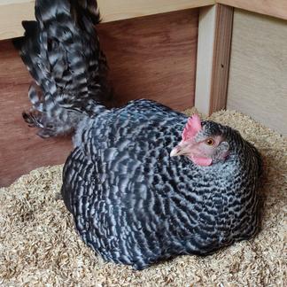 HEN様専用出品(1.1) すり減らさ 